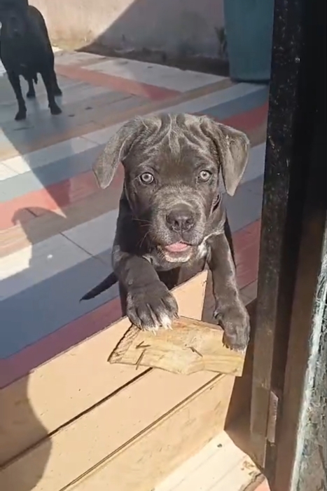 Super femelle cane corso pidegri