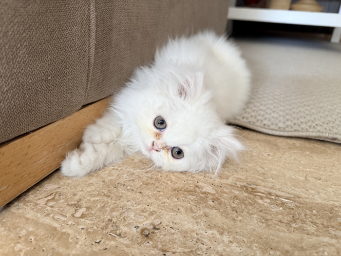 Adorable chatonne Persian / British Longhair – 2 mois