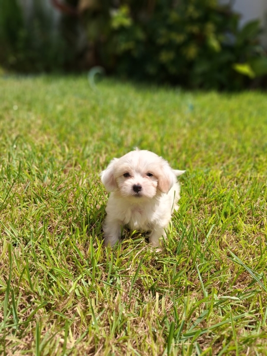 Bichon Maltais