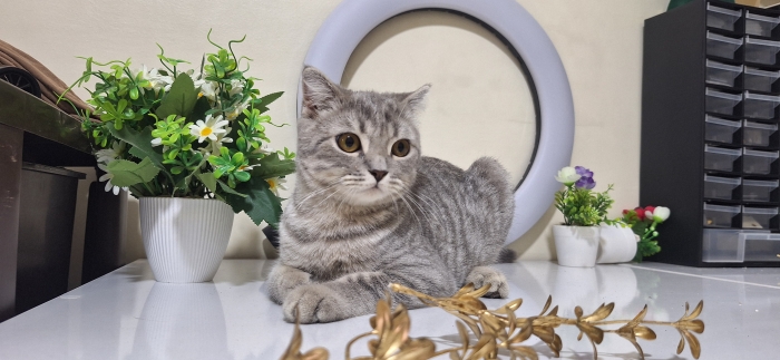 British & Scottish Fold