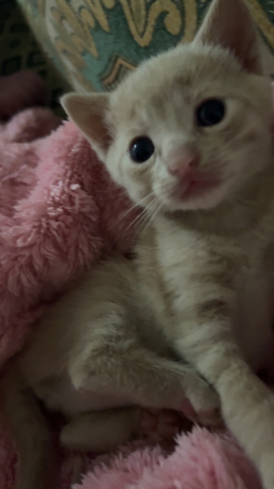 Nouni /2 months old🩷