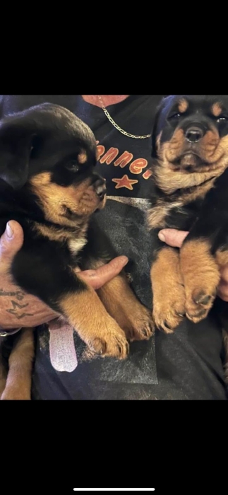 rottweiler pedigree ligner de champion