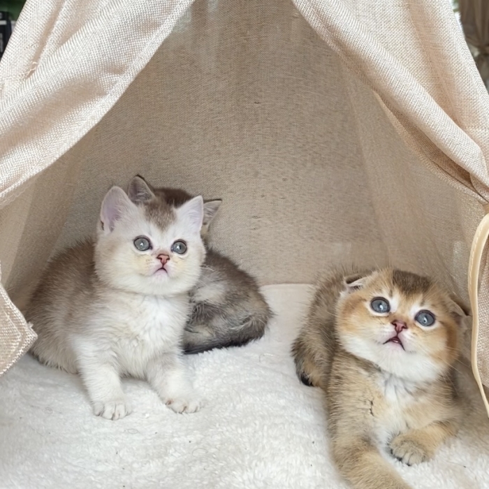 Chatons scottish and British