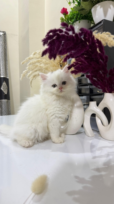 Highland Straight Pedigree & Scottish Fold