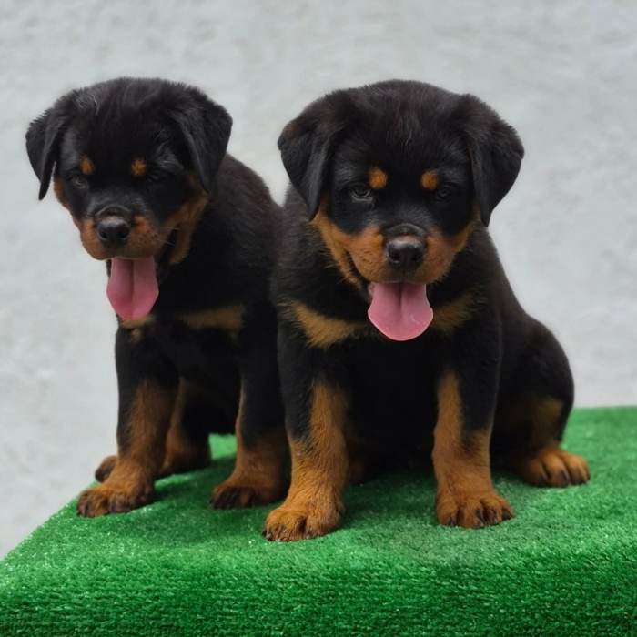 Chiot rottweiler race pure