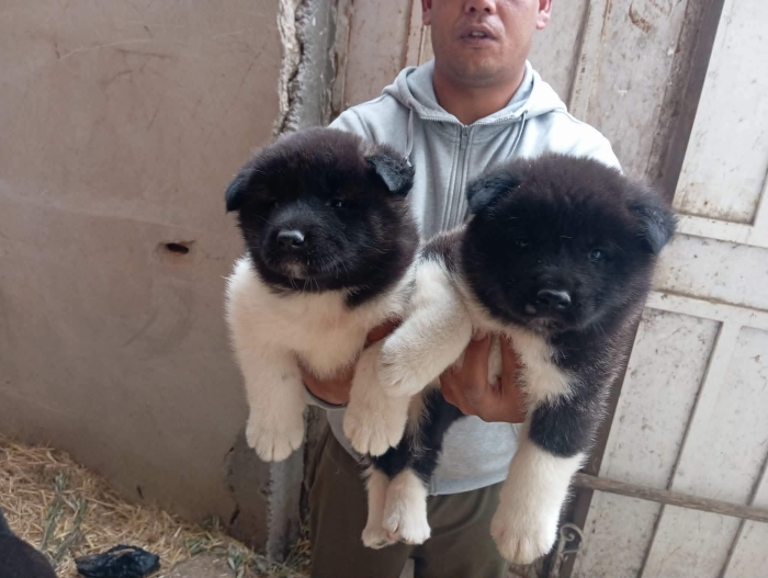 Disp chiot akita american