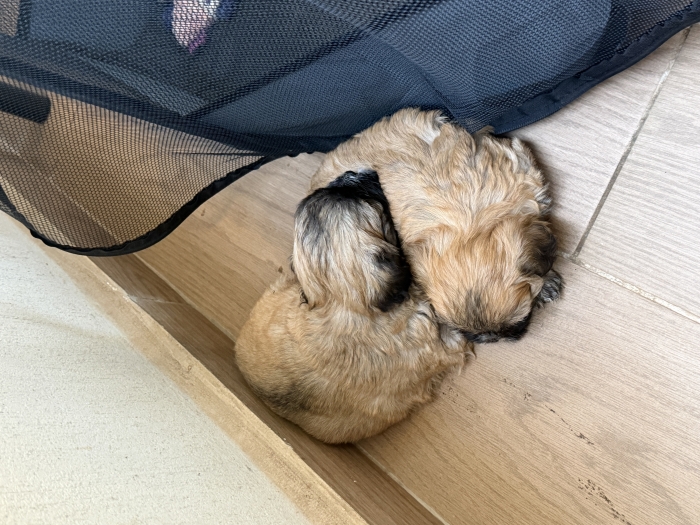 shih tzu