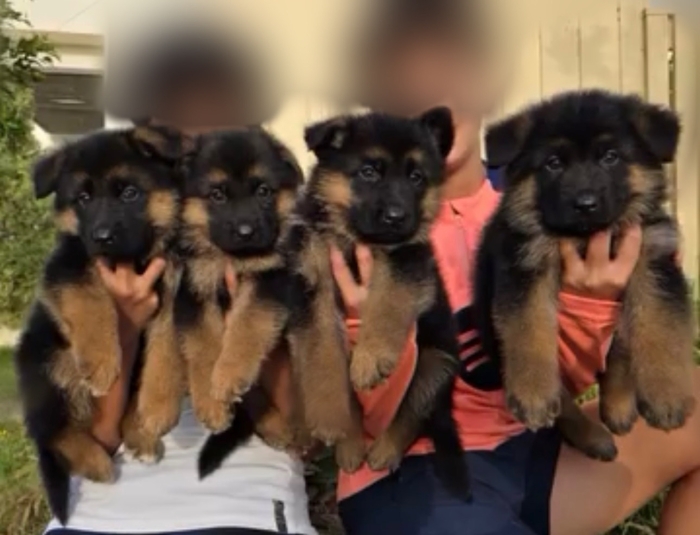 Magnifiques chiots berger allemand pedigree