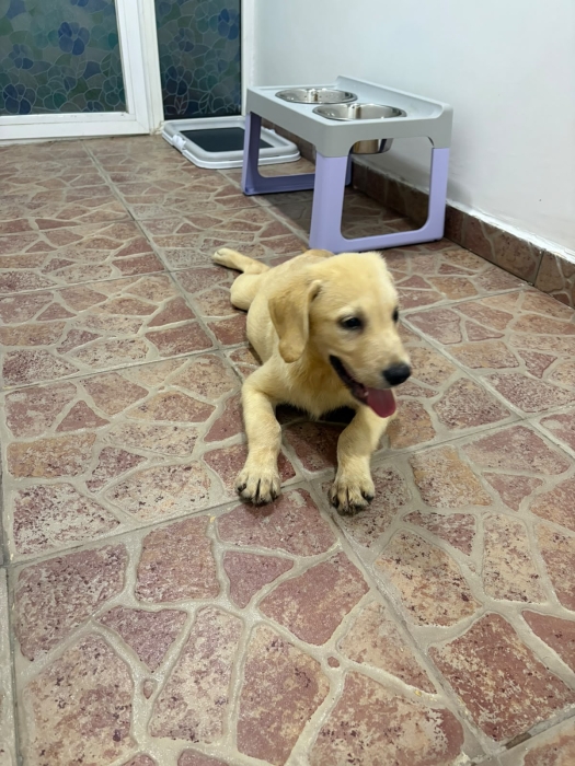 Labrador