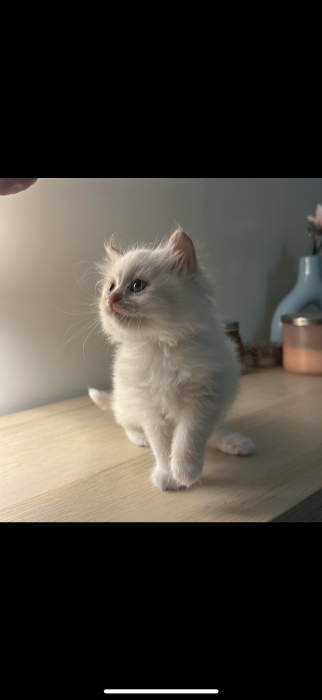 Ragdoll pure race cream point