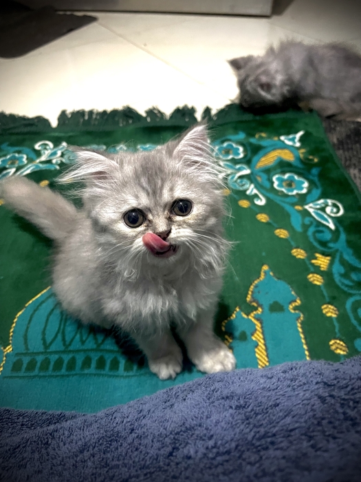 Persian chanchilla