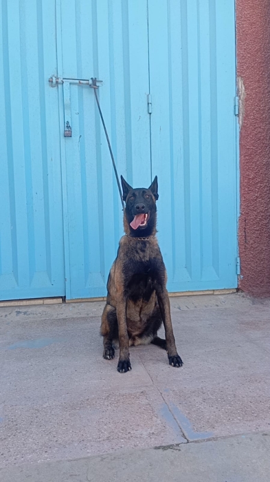 Super femelle malinois charboni