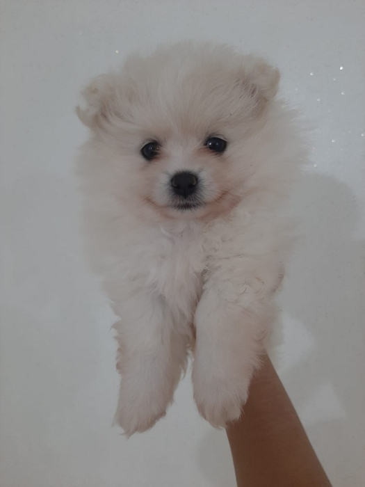 Spitz polimarianian puppies