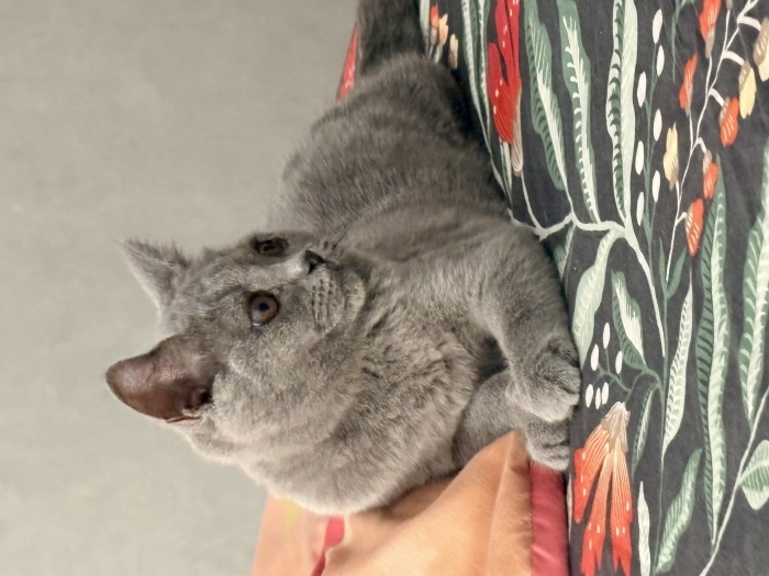 Scottish shorthair pur race