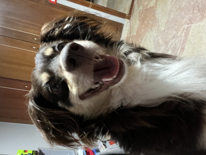 Chien adorable à adopter 🐾