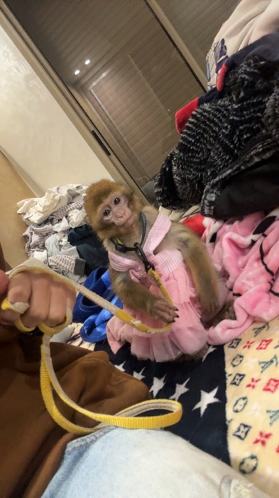 Singe