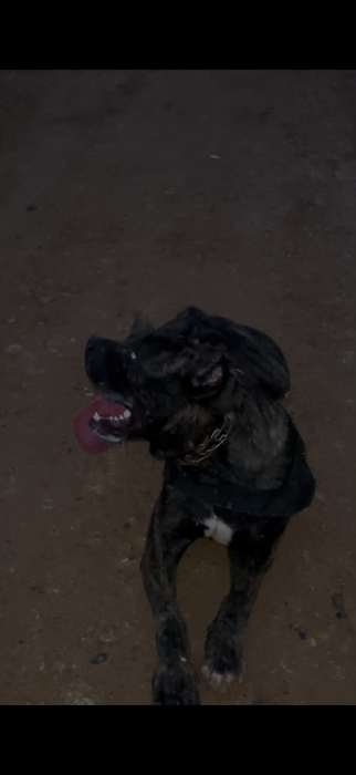 CANECORSO