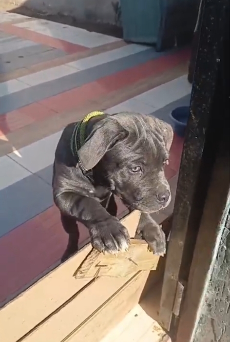 Super femelle cane corso pidegri