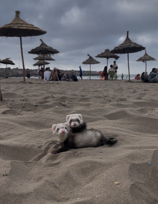 Ferrets