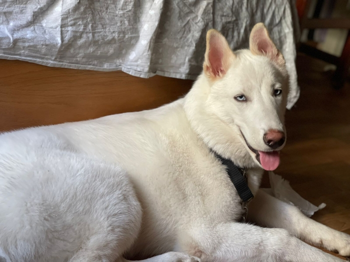 Husky blanc en adoption