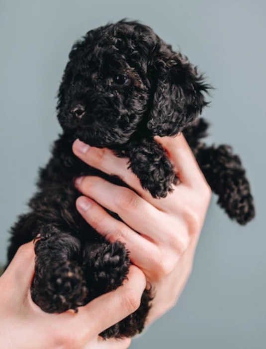 Poodle toy