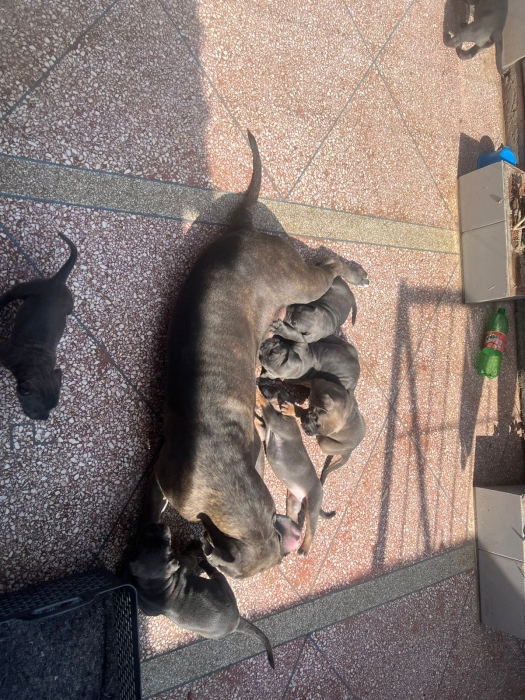 Chiots cane corso