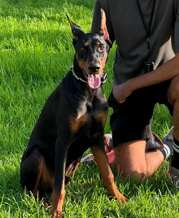 doberman