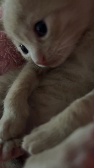 Nouni /2 months old🩷