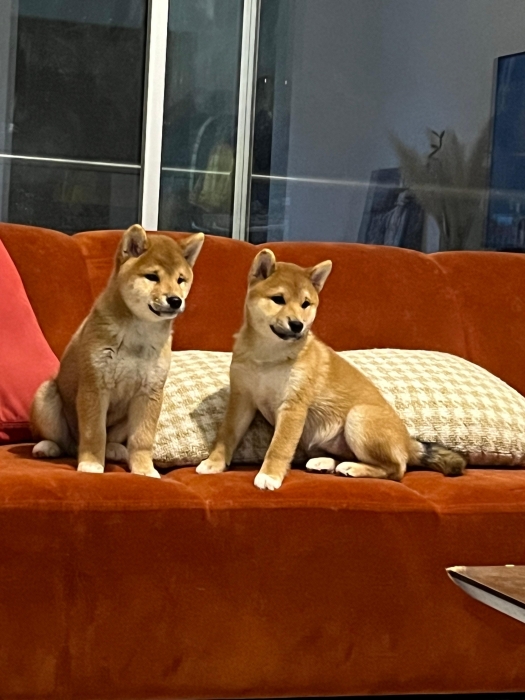 Pures SHIBA INU avec PEDIGREE parents importés