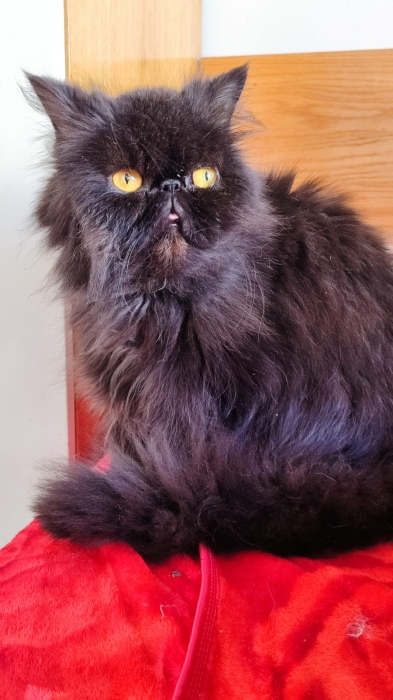 Femelle persan race pur smocky