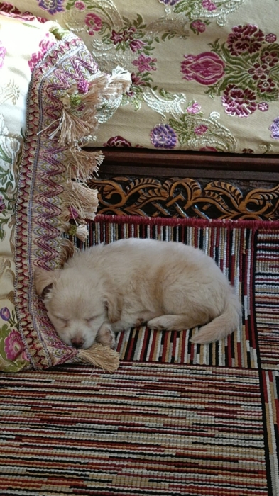 Chien kokoni