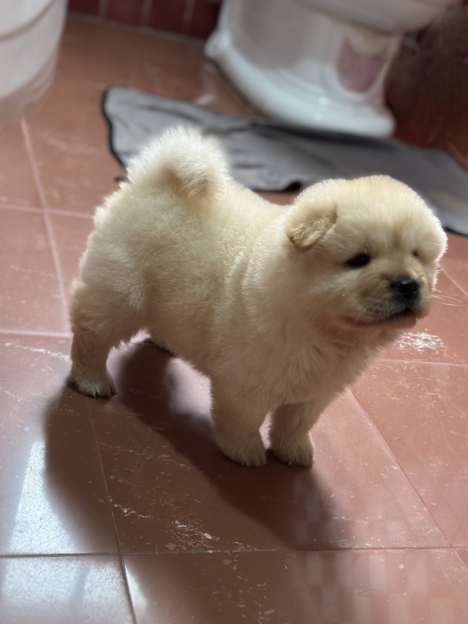 Chowchow