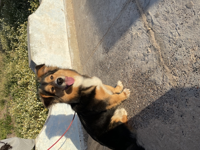 chien de race mixt