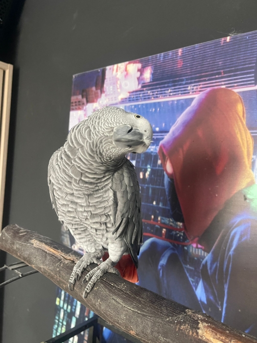 Gris du Gabon 3 an +-