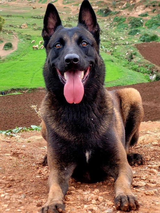 Chiots malinois pure race