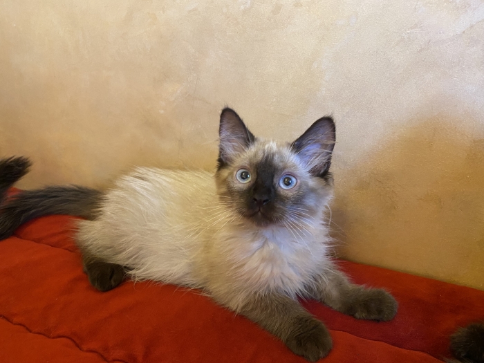 Chatons femelles balinais