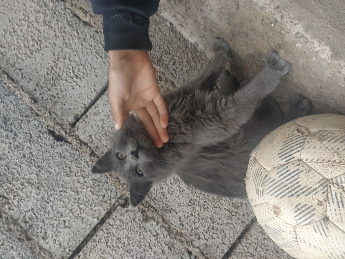 Kitten British shorthair