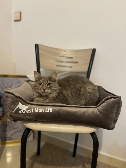 Chat femelle pour adoption