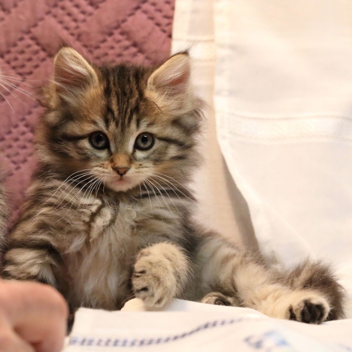 Chaton norvégien