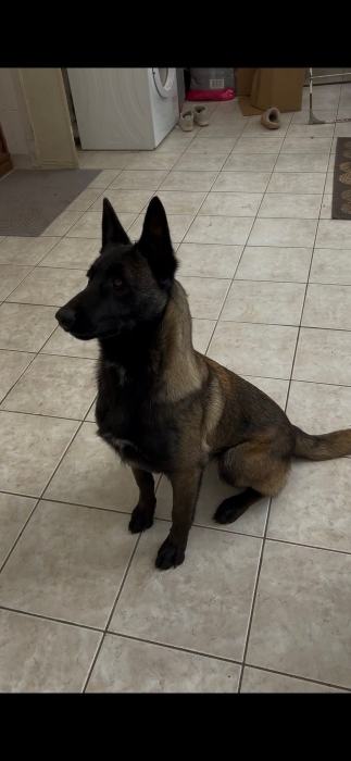 Male malinois charboni race pure