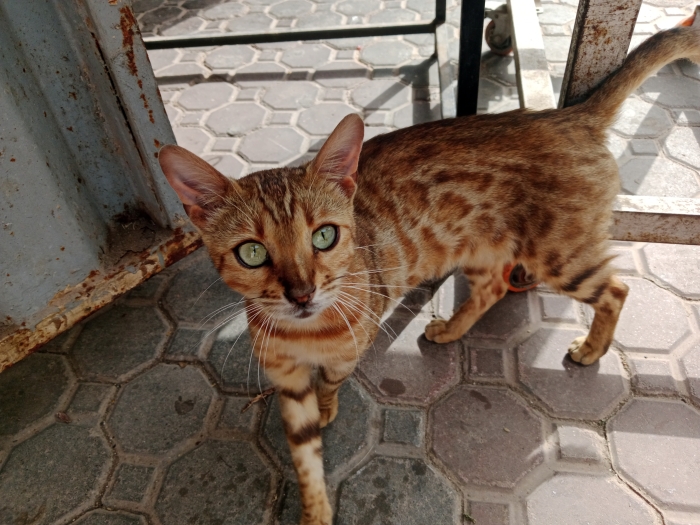 female bengal cat
