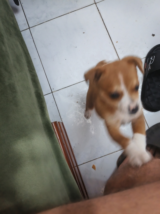 Vend male chiot Pikinois vaccine de 50j