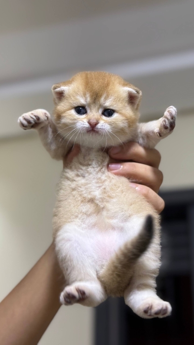 British shorthair golden ny25 female