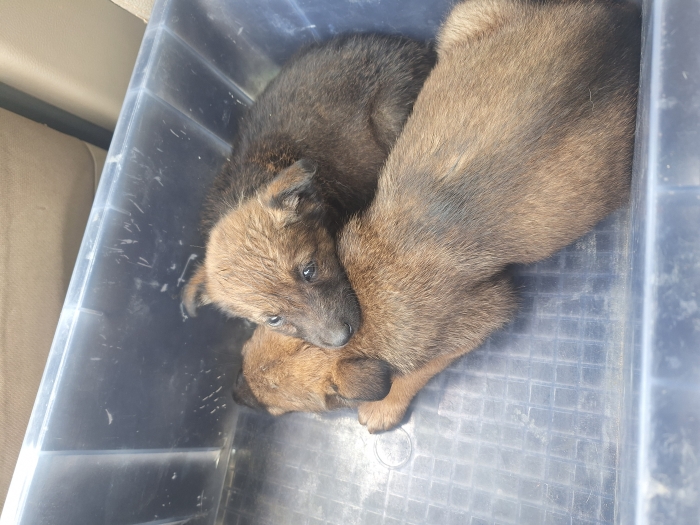 Chiots malinois gratuits