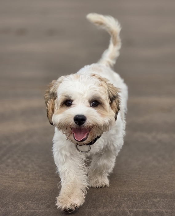 Mix shitzu/bichon pour adoption