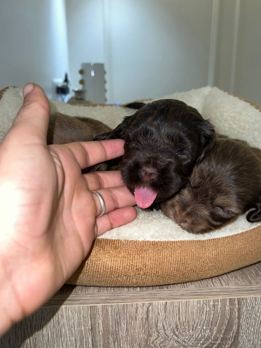 Bichon Havanais 🍫Chocolat (Couleur Rare)