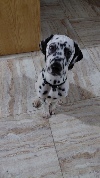 Dalmatien