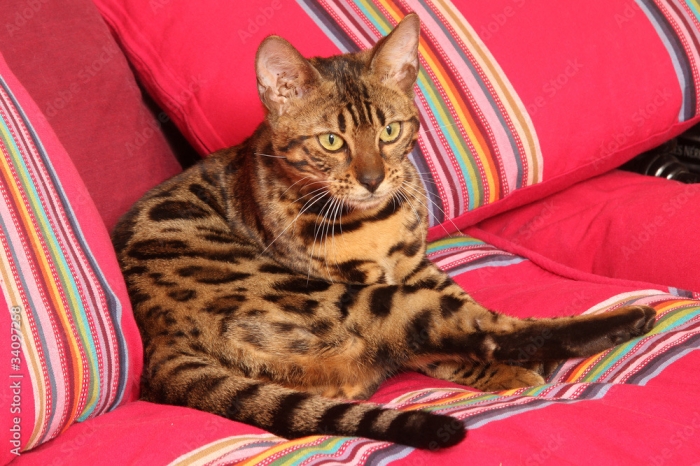 Bengal