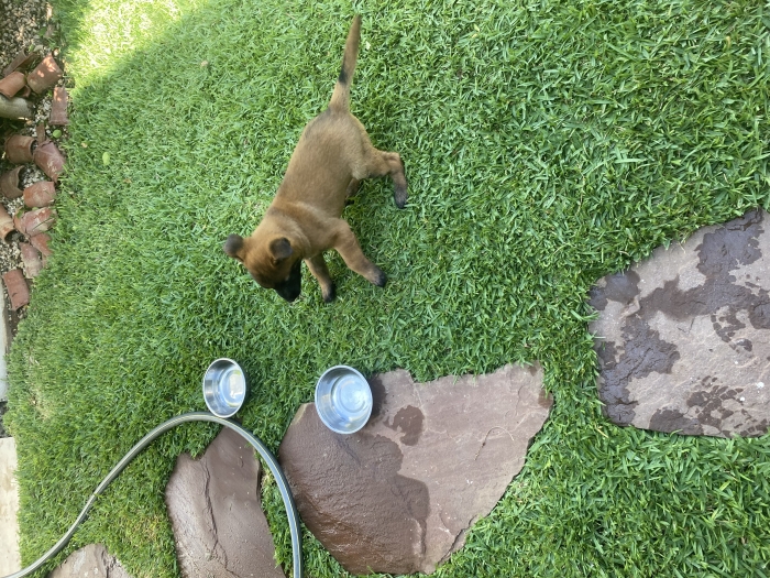 Malinoi