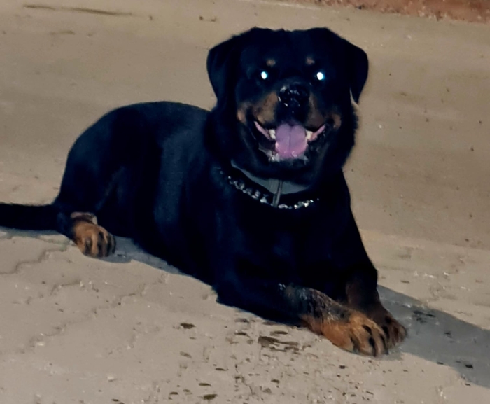 Rottweiler puppy for sell جراء روت وايلر للبيع